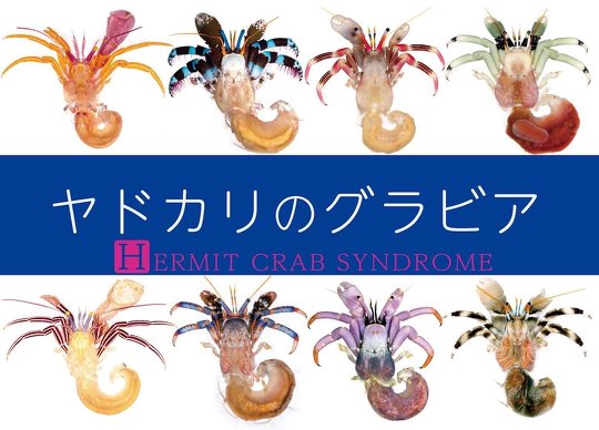 ヤドカリのグラビア・新刊