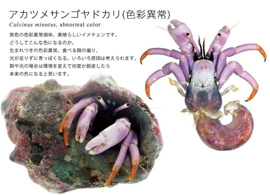 ヤドカリのグラビア・新刊