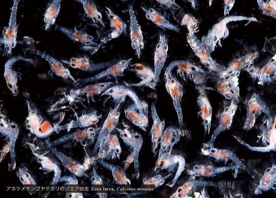 ヤドカリのグラビア・新刊