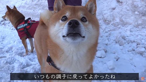 いつもの調子に