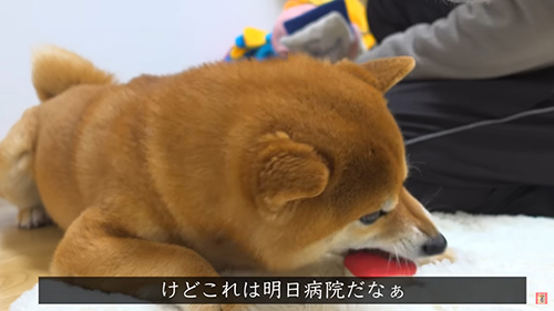 動物病院だなぁ