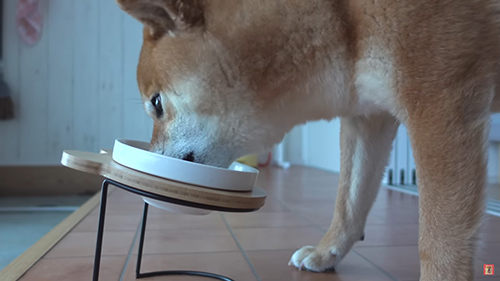 ご飯を食べるハチくん