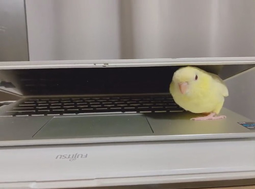 PCに挟まるサザナミインコさん