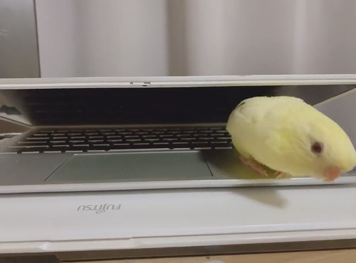 PCにはさまるサザナミインコさん