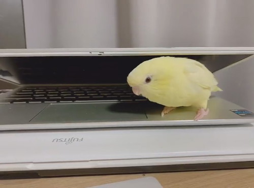 PCにはさまるサザナミインコさん