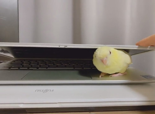 PCにはさまるサザナミインコさん