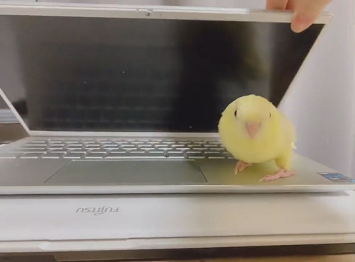PCにはさまるサザナミインコさん
