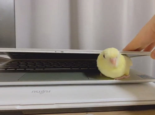 PCにはさまるサザナミインコさん