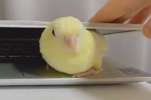 PCにはさまるサザナミインコさん