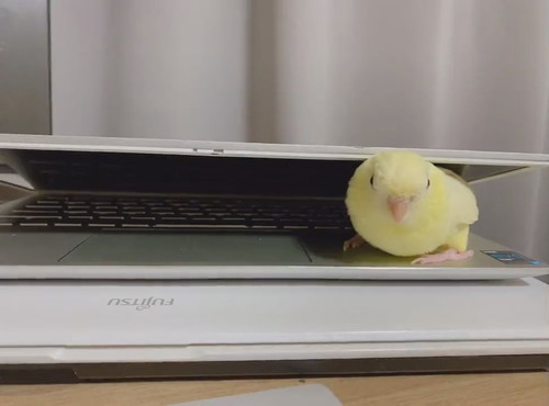 PCにはさまるサザナミインコさん