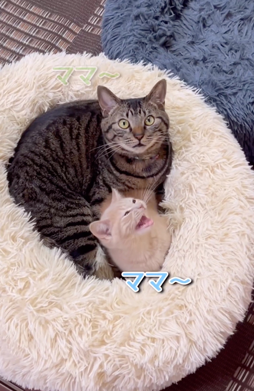 マネする子猫