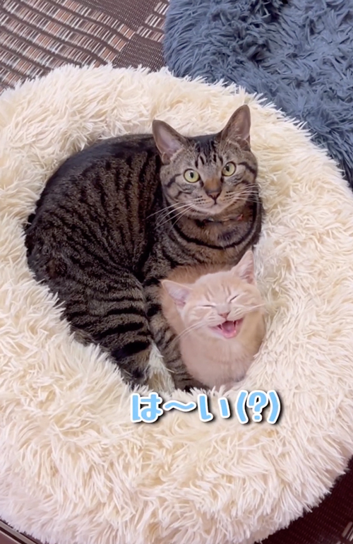 お返事する子猫