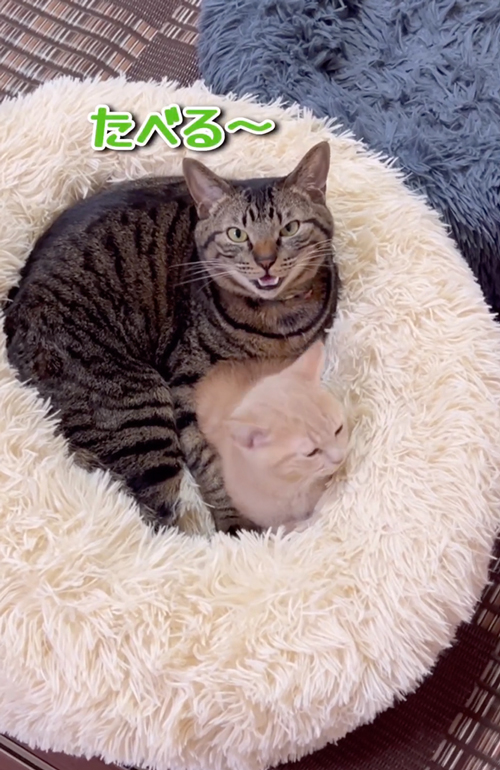 ごはんに反応するねこ