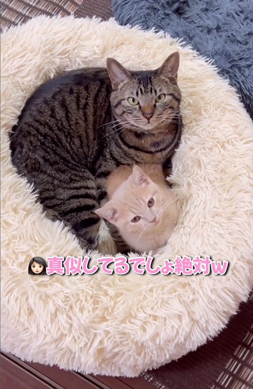 とにかくマネする猫