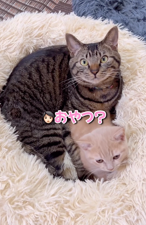 おやつというと猫