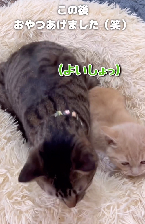 立ち上がる子猫