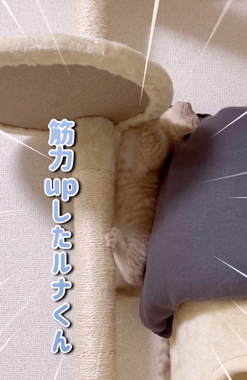 キャットタワー垂直に登っちゃうルナくん