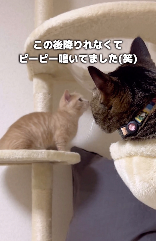 降りれないルナくん