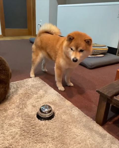 ベルチンの横で仁王立ちワンコ