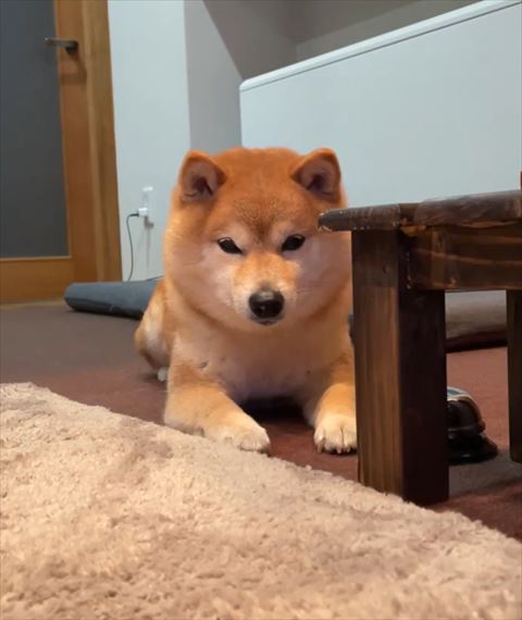 伏せしてるワンコ正面アップ