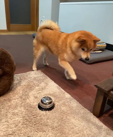 右前足あげるワンコ