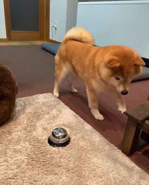 左前足あげるワンコ