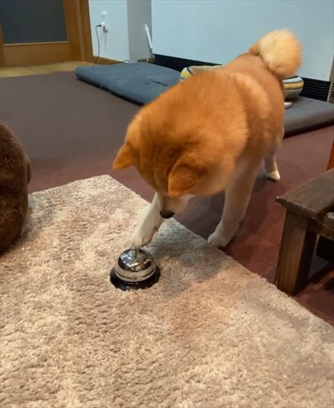 ベルチンワンコ