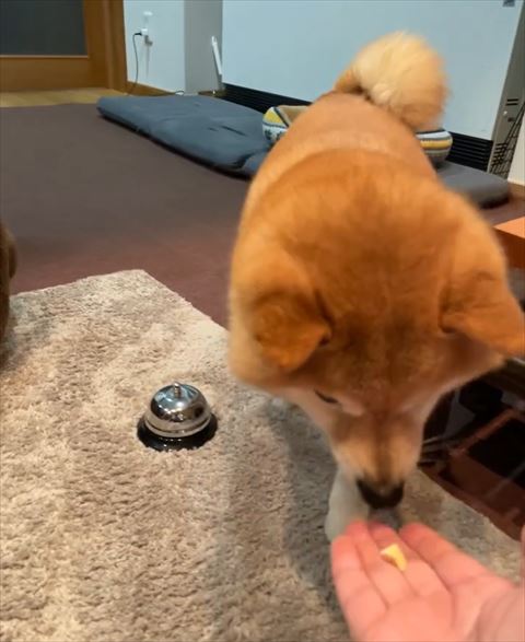 おやつ食べるワンコ