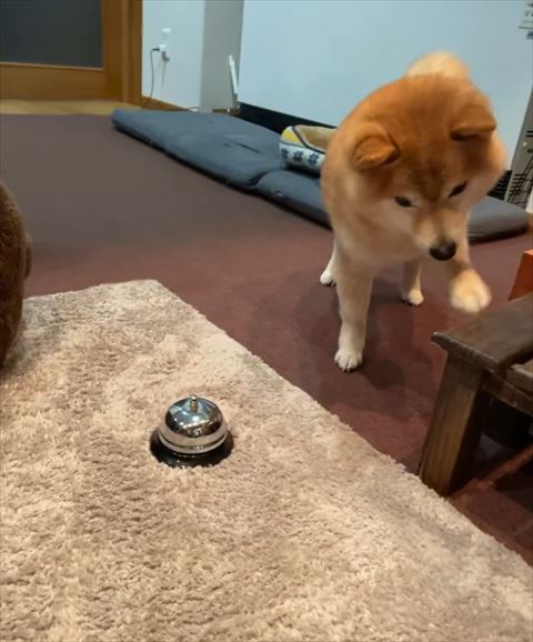 木の板前足でさするワンコ