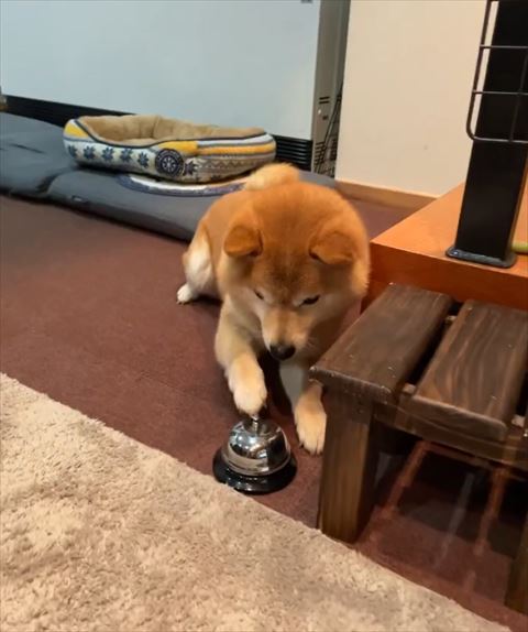 伏せしてベルチーン