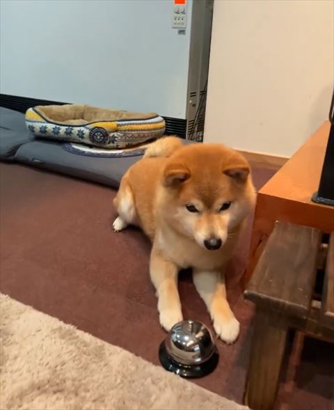 伏せしているワンコ