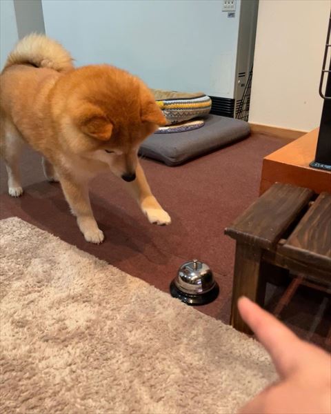 ベルを見ながら左前足あげるワンコと飼い主の指