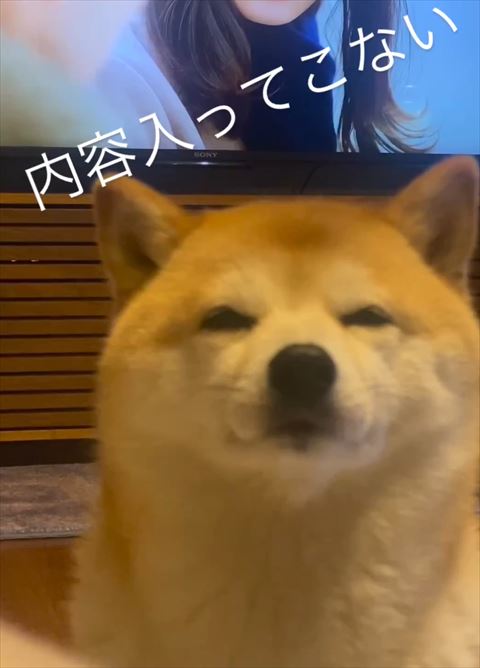 圧をかける柴犬