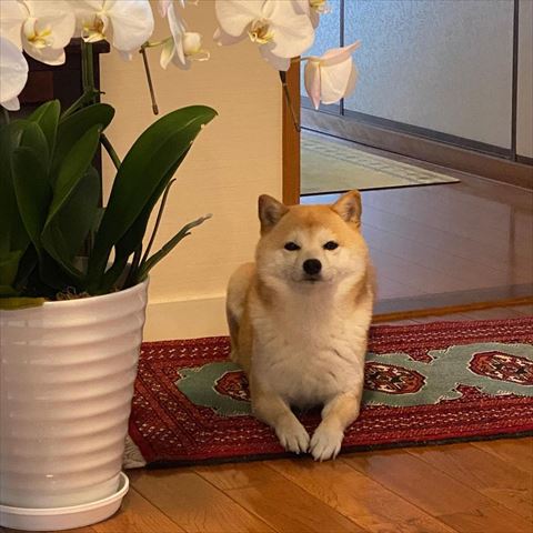 伏せしてるワンコ正面