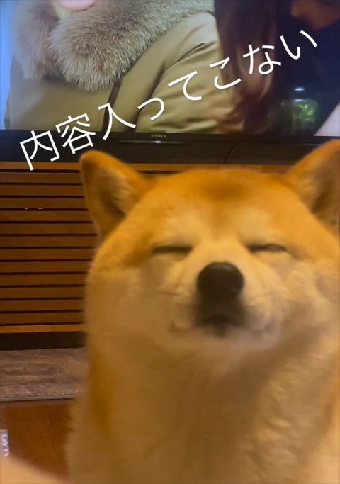 テレビの前で目つむるワンコ