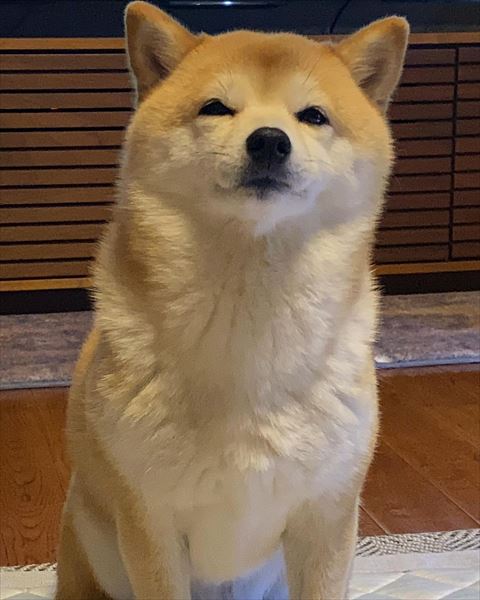 テレビの前でお座りワンコ