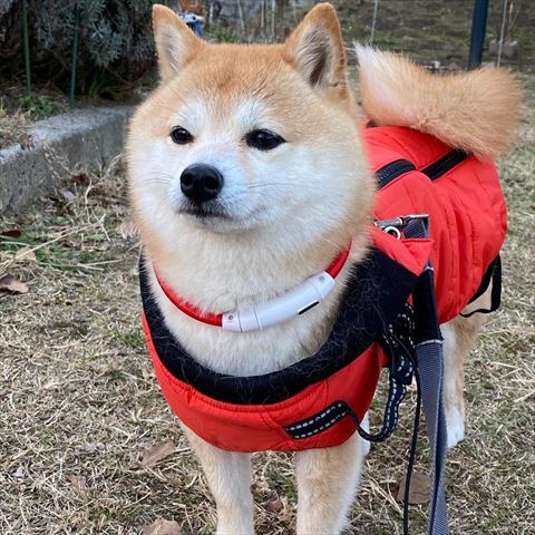 防寒してるワンコ