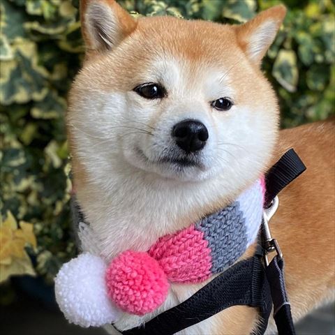 マフラーつけてるワンコ