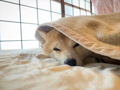 毛布にもぐるワンコ