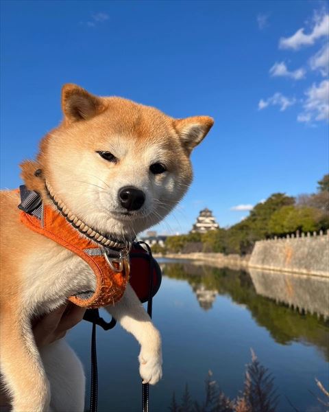 青空の下ワンコ
