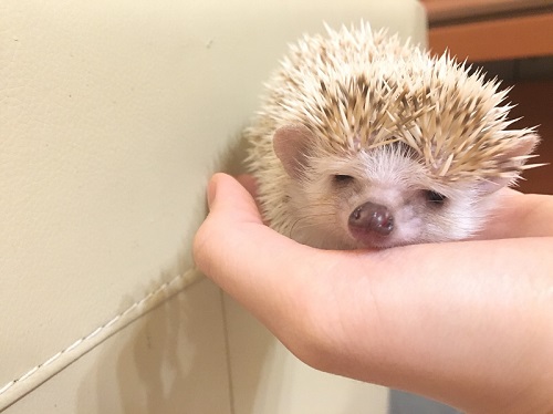 保護ハリネズミ