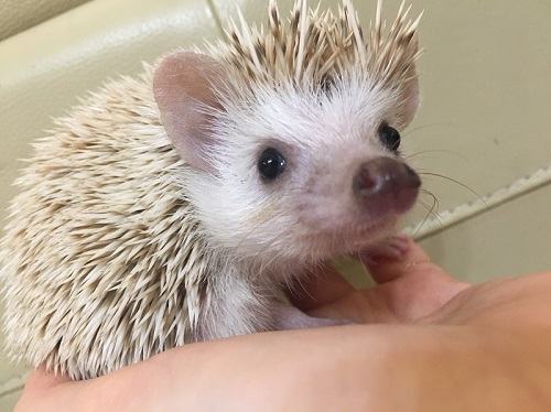 3本足のハリネズミ