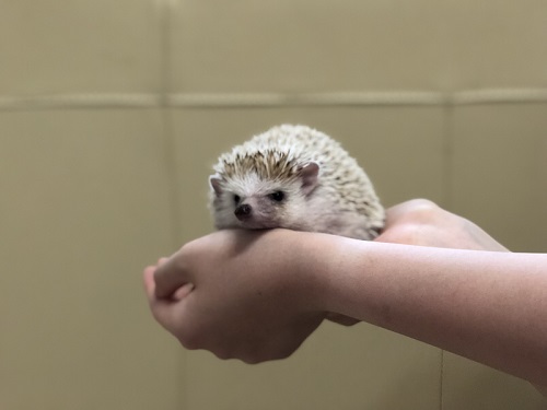 手乗りハリネズミ