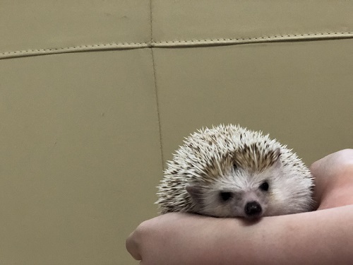 小動物のハリネズミ