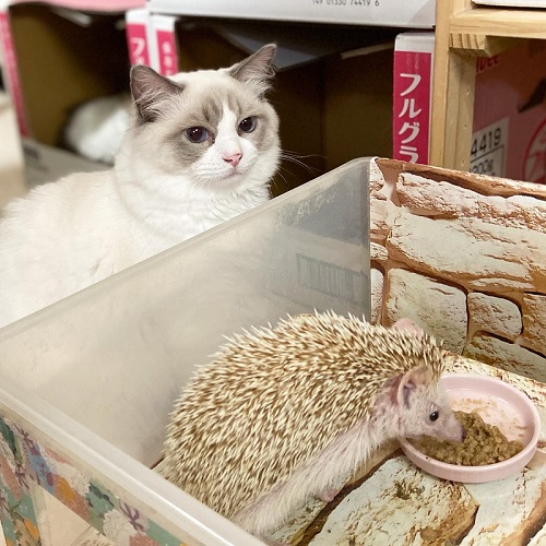 猫とハリネズミ