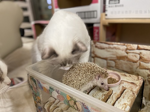 安心するハリネズミ