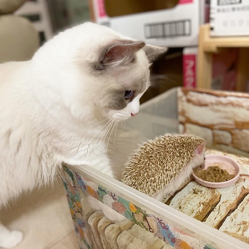 ハリネズミが気になる猫