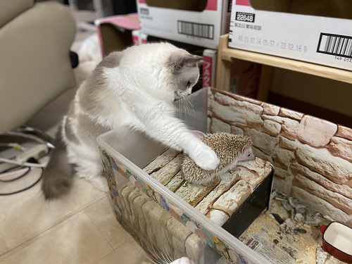 長生きしたハリネズミ