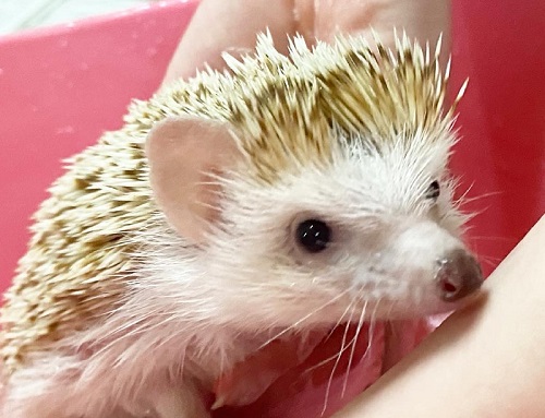 ハリネズミの表情アップ