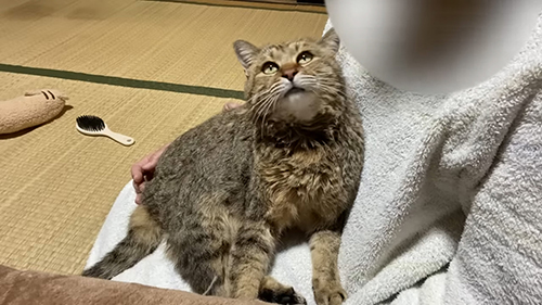 見上げるトラくん